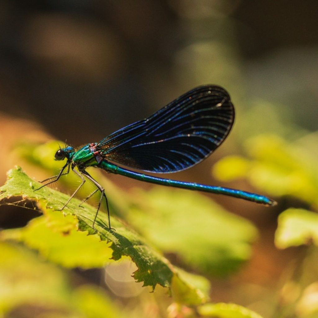 The dragonfly posture